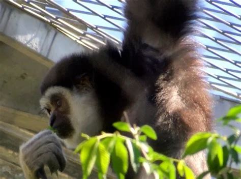 Gibbons Return To Assiniboine Park Zoo In New Exhibit Chrisdca