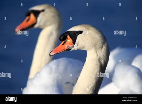 Two Swan Heads Hi Res Stock Photography And Images Alamy