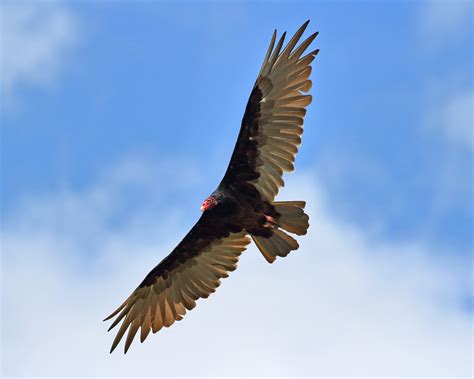 Turkey Vulture California Living Museum
