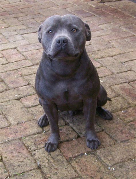 For Sale Blue English Staffordshire Bull Terrier Stud