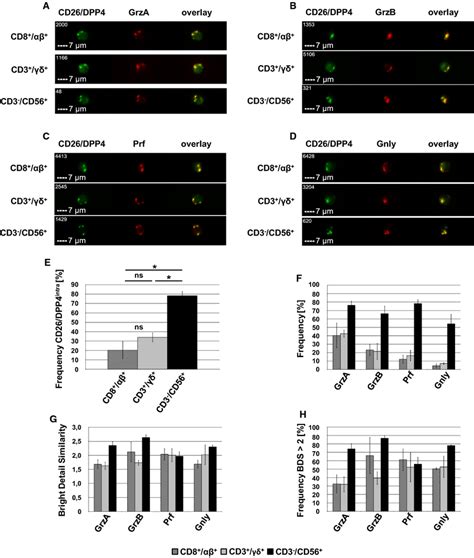 Presenteren een momentopname van de proteasome middenkatalyse, met nieuwe en onverwachte inzichten in het katalytische mechanisme van deze. Co-localization of intracellular CD26/DPP4 with the ...