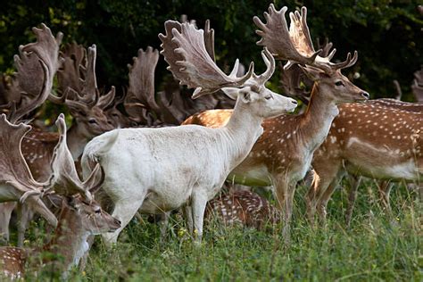 50 Albino Deer White Fallow Deer Stock Photos Pictures And Royalty Free