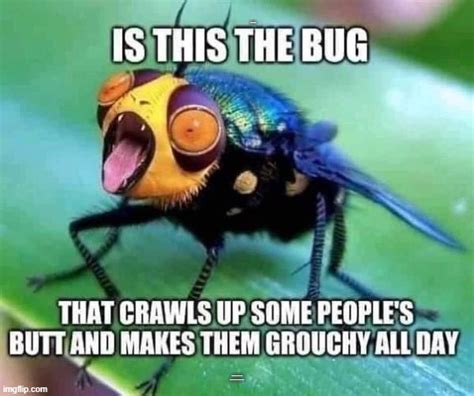 The Bug Imgflip