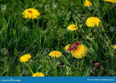 Butterfly On Yellow Dandelions In Green Meadow Stock Photo Image Of