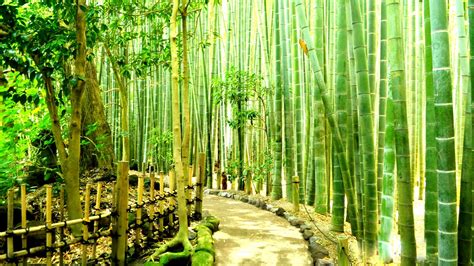 Bamboo Forest HD Wallpaper PixelsTalk Net