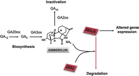 2 Gibberellin Signaling Pathway Source Mutasa Gottegens And Hedden 2009 Download Scientific