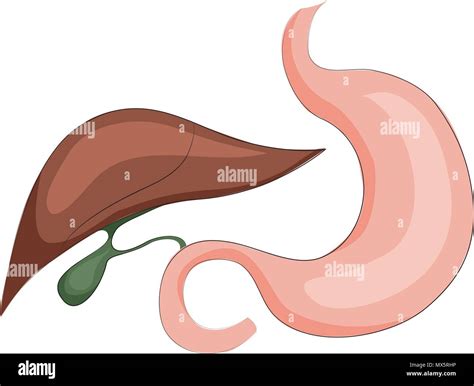 Illustration Of Stomachliver And Gall Bladder Digestive System Stock