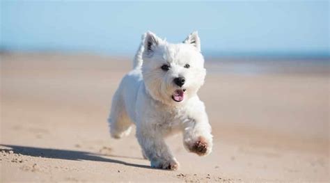 West Highland White Terrier Dog Breed Information Facts Pictures And More
