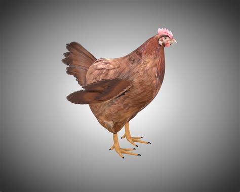 Artstation Chicken Hen Bird Rigged Low Poly Pbr Textures Resources