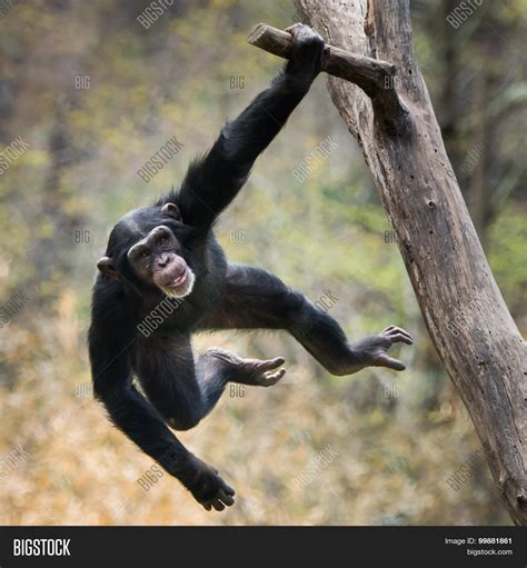 Swinging Chimp Image And Photo Free Trial Bigstock