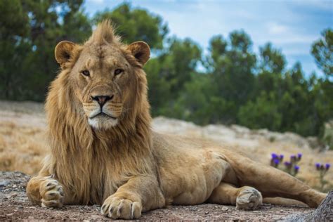 Lion Subspecies List
