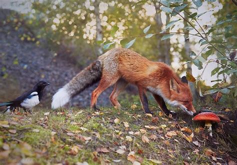 Red Fox Grazing On Amanita Mushroom With Magpie As A Chaperone Photo