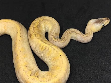 Champagne Enchi Pastel Yellow Belly Morph List World Of Ball Pythons