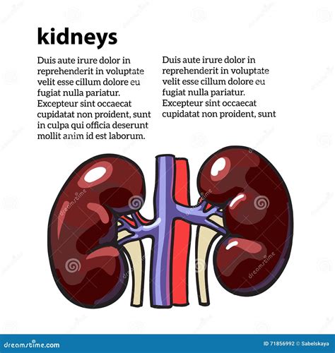 Human Anatomy Organs Kidney
