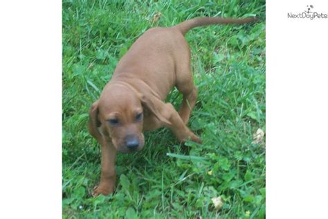 Redbone Coonhound Puppy For Sale Near Plattsburgh Adirondacks New York