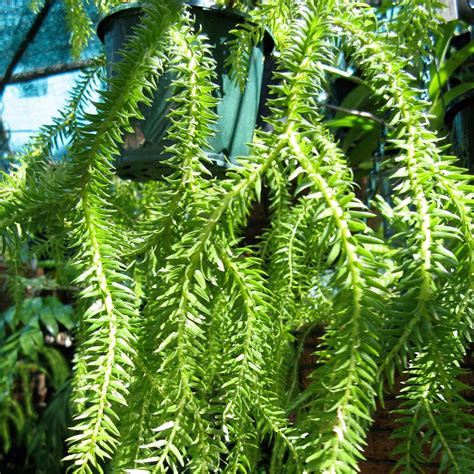 Jul 26, 2021 · planting a fern can be fairly difficult. Tassel Fern Plants for Sale | Free Shipping