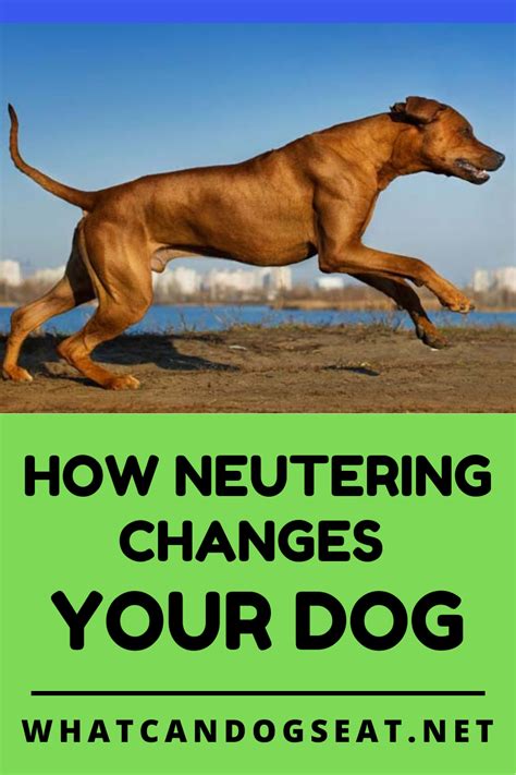 How Much Is It To Neuter A Dog Uk