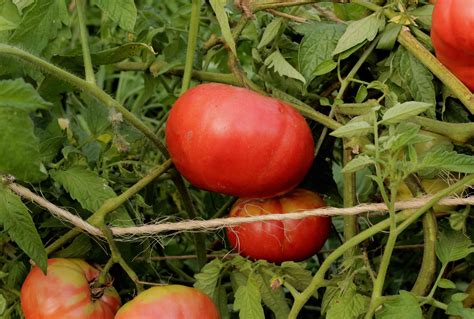 How To Grow And Care For Mortgage Lifter Tomatoes