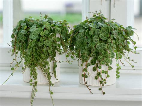 Propagating string of pearls only takes a few minutes and a little patience. Peperomia prostrata (String of Turtles) | World of Succulents