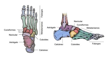 Anatomia Del Pie Humano Huesos Funciones Y Fracturas Mas Frecuentes