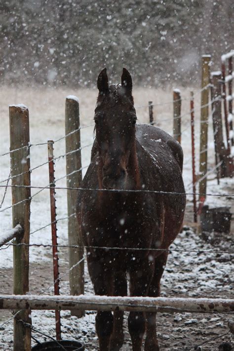 Snowy Horse Horses Animals Picture