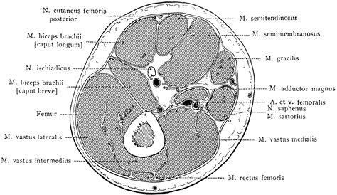 Cross Section Through Lower Third of Thigh | ClipArt ETC