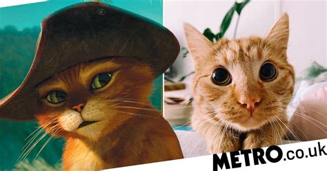 Ginger Cat Does Spot On Puss In Boots Impression To Ask For Treats Metro News