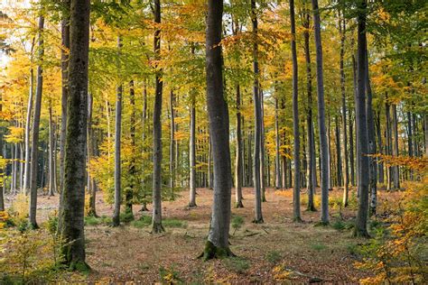 20000 Best Forest Photos · 100 Free Download · Pexels Stock Photos