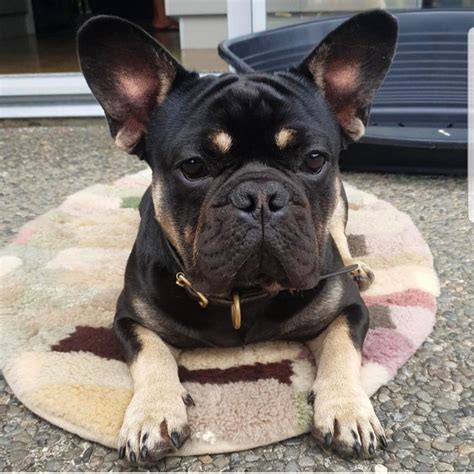 Frenchie Bulldog Stud - Snub Nosed K9's - Dogs for Sale NZ
