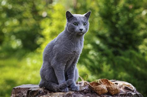 12 Most Affectionate Cuddly Cats Readers Digest