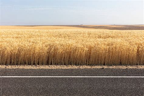 Wheat Field And Farmland In Summer Road In Foreground By Stocksy