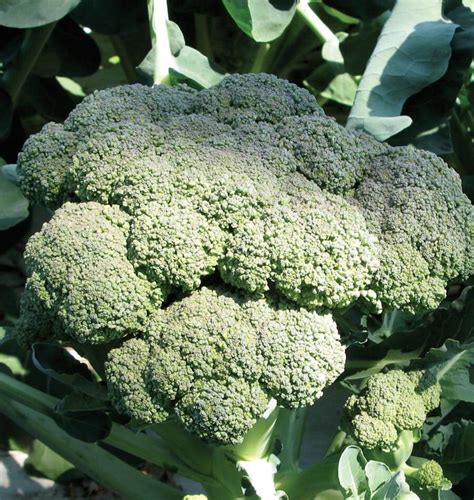 Calabrese Organic Broccoli Seeds West Coast Seeds