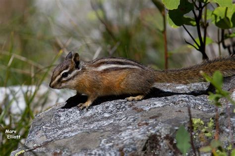 Least Chipmunk Mammals Of The Kaibab National Forest · Inaturalist