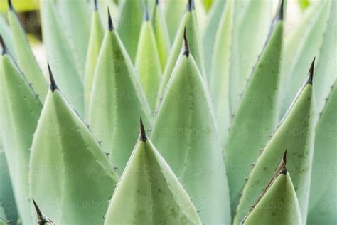Image Of Close Up Of Large Green Cactus Leaves Topped With Spikes