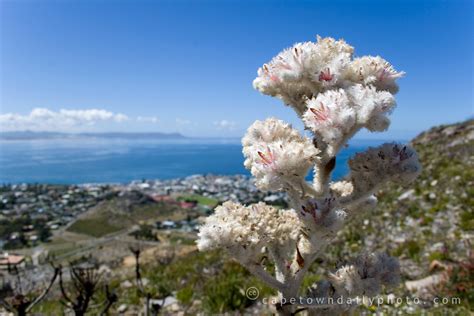 The Cape Floral Kingdom Cape Town Daily Photo