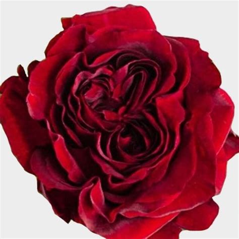 Garden Rose Mayras Red Bulk Wholesale Blooms By The Box