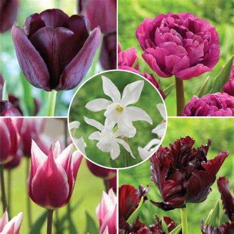 Flirty Fleurs Collections With Longfield Gardens Flirty Fleurs The
