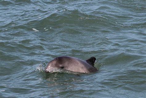 Species Harbour Porpoise The Mammal Society