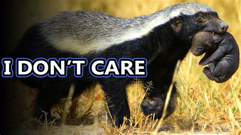 Honey Badger Facts No Cares To Give Animal Fact Files Youtube