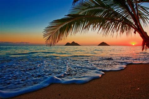 A Palm Tree On The Beach At Sunset