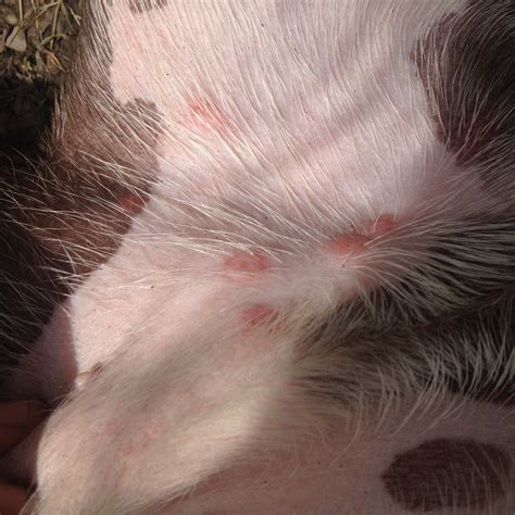 Red Bumps On Ears And Lower Belly Strictly Bull Terriers