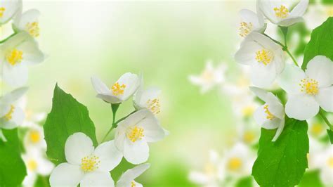 Jasmine Flower Full Hd Images Jasmine Hd Wallpapers If Youre In