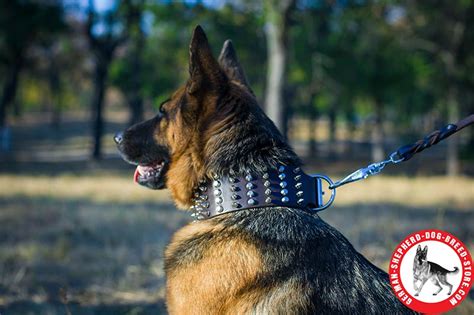 German Shepherd Leather Dog Collar Spikes And Studs German Shepherd