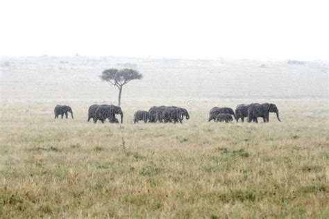 African Elephants In The Rain Stock Image Image Of Barren Long 39371803