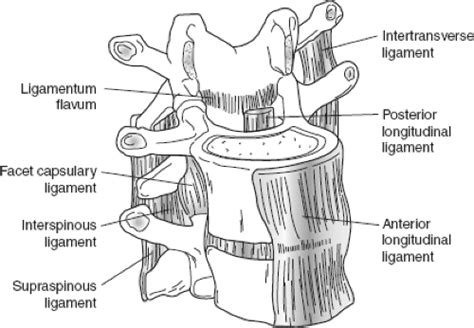 Spinal Cord And Spinal Column Anesthesia Key