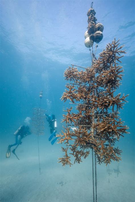 Fiuhome Explore Aquarius Reef Base Case News