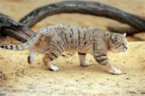 Check spelling or type a new query. 8 Fascinating Facts About the Sand Cat
