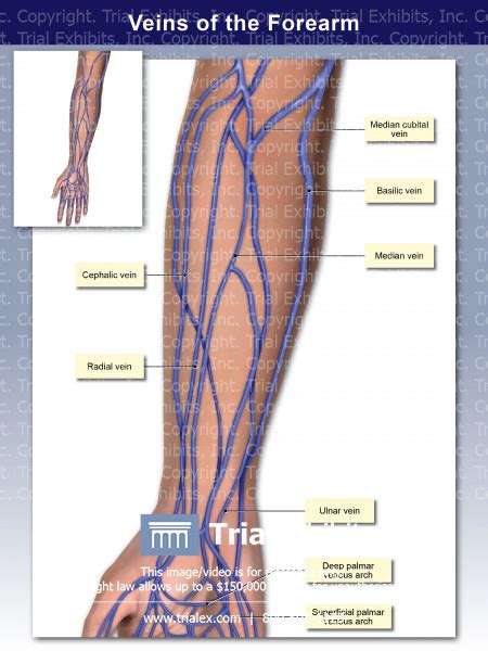 Veins Of The Forearm Trialexhibits Inc