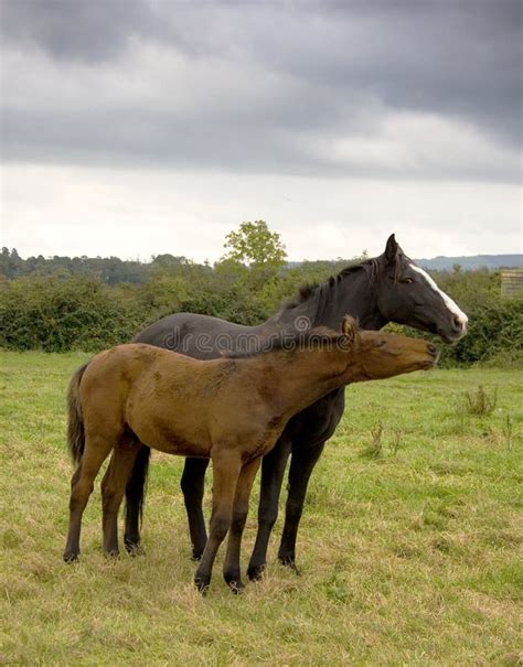 Two Horses In Love Stock Image Image Of Farm Clouds 11323947