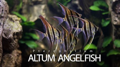 Altum Angelfish Aquarium Altum Angelfish Tank Youtube